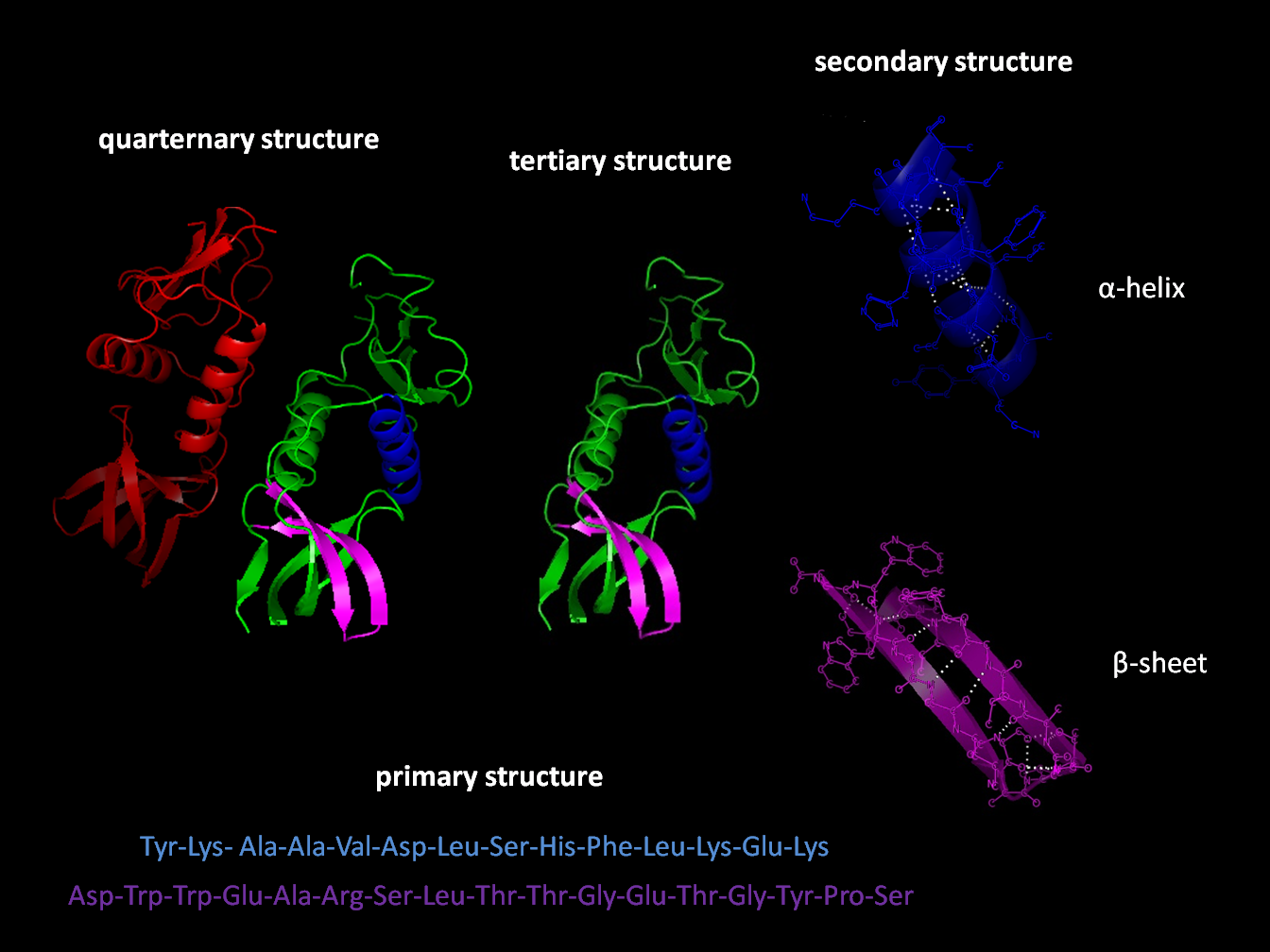 https://upload.wikimedia.org/wikipedia/commons/0/05/Protein_structure.png